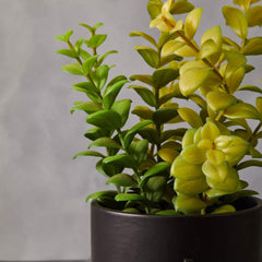 Fiori Thyme in Black Faux Concrete Pot on Stand