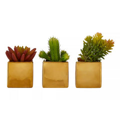 Fiori Mini Succulents in Gold Pots - Set of 3