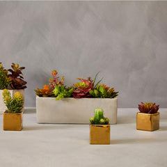 Fiori Mini Succulents in Gold Pots - Set of 3