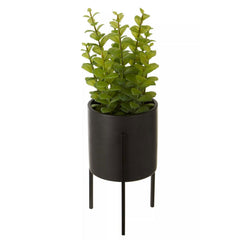 Fiori Thyme in Black Faux Concrete Pot on Stand
