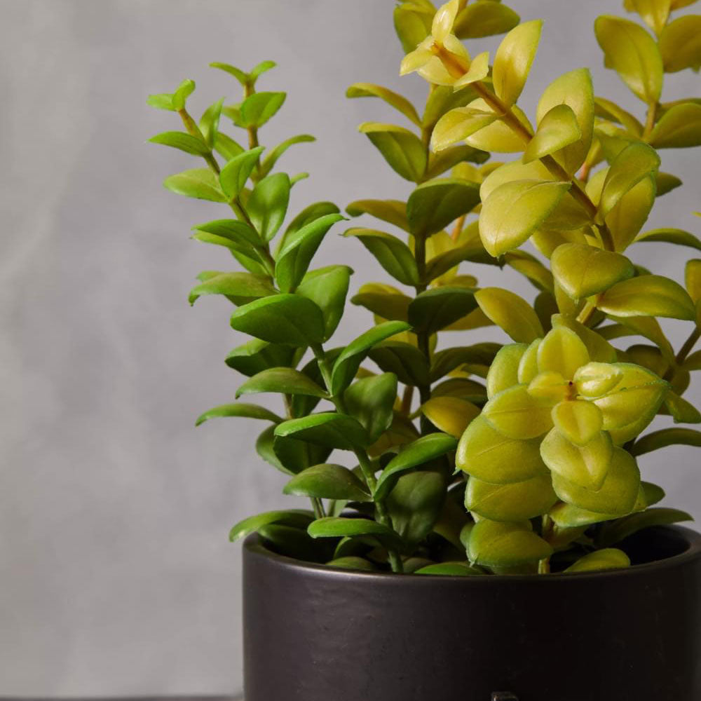 Fiori Thyme in Black Faux Concrete Pot on Stand
