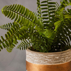 Fiori Boston Fern Succulent