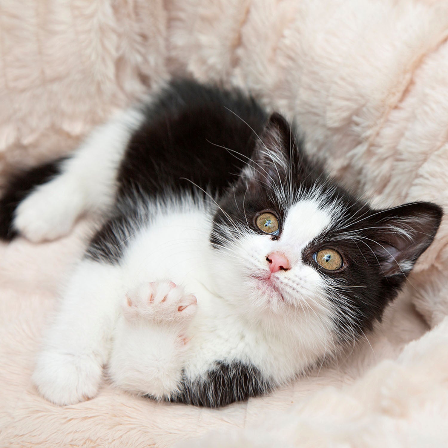 Scruffs Ellen Light Grey Pet Donut Bed