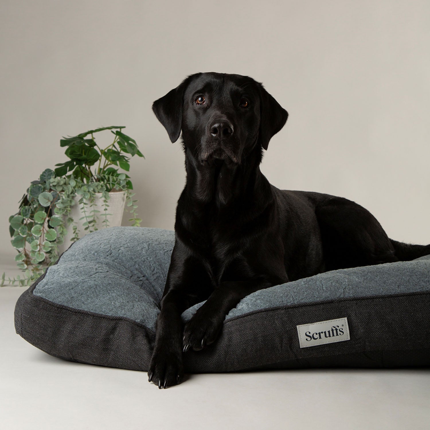 Scruffs Harvard Graphite Grey Memory Foam Orthopeadic Dog Mattress