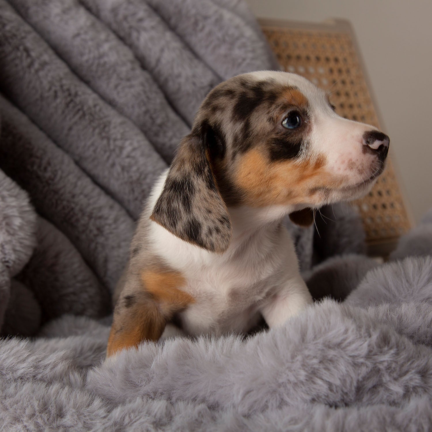 Scruffs Aspen Grey Faux Fur Pet Blanket