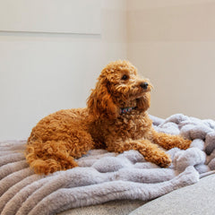 Scruffs Aspen Grey Faux Fur Pet Blanket